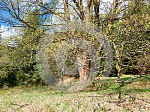 Branches of majestic maple tree in the spring