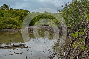 Branches of mangrove trees stick out of the water. The sky is clouded over photo