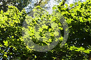 branches of maples illuminated by sun in forest