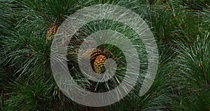 Branches of Maritime Pine, pinus pinaster, showing cones and needles on the tree, La Baule Escoublac in Loire in France