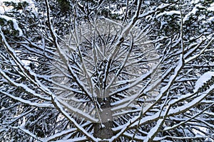 Branches of mighty pine tree are covered with white snow on frosty winter day