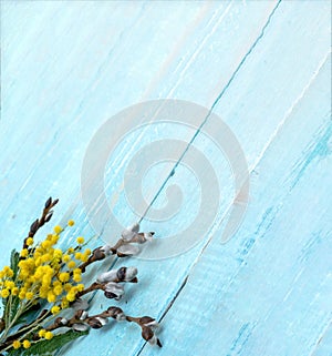 Branches of Mimosa and Verba on wooden background. Mimosa and Verba on gray background