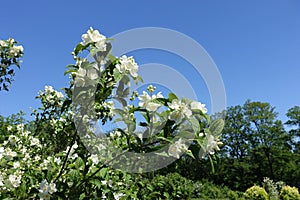 Branches of mock-orange with buds and white flowers against blue sky