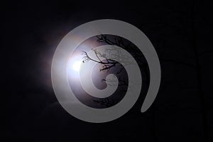 Branches in moonlight in Estonia