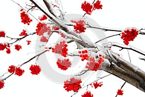 Branches of mountain ash photo