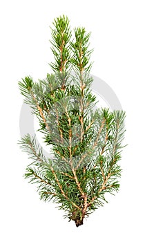 Branches of natural spruce isolated on white