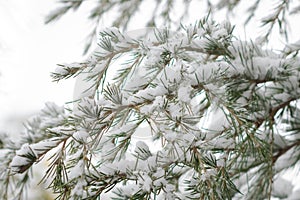 Branches and needles of a Cedar of Lebanon tree Cedrus libani under a layer of snow.
