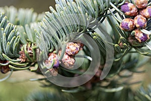 Branches of a noble fir Abies procera in spring