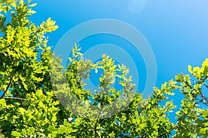 Branches of oak tree with green foliage against blue sky
