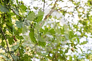 Branches of oak-tree with green leaves