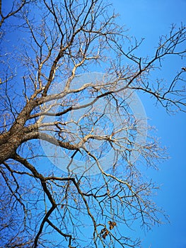 Branches of an oak tree without leaves on a blue sky background. Spring. Turquoise blue clear sky