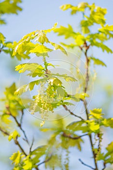 Branches of oak tree with young green leaves and male flowers