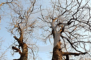 Branches of oak trees, looking into the evening sky filled with light