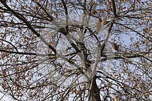 Branches of oak trees in the park in spring sunny weather