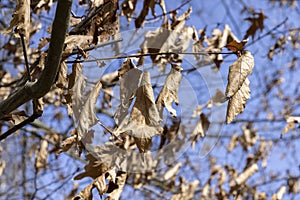 Branches of oak trees in the park in spring sunny weather