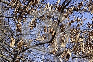 Branches of oak trees in the park in spring sunny weather