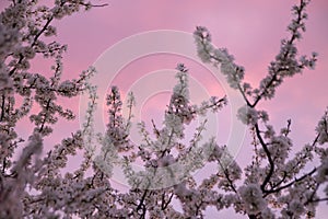 Blooming plum tree