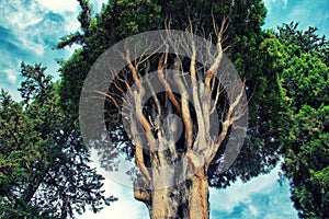 Branches of an old cypress tree against the sky