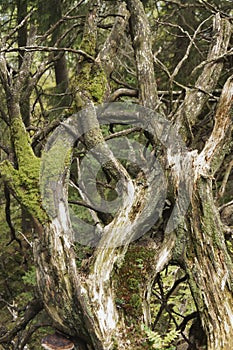 The branches of an old mossy fallen tree in the forest