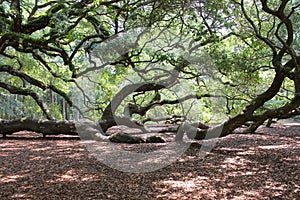 Branches of Old Oak Tree along the Ground