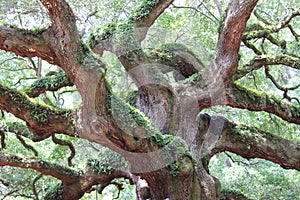 Branches of Old Oak Tree