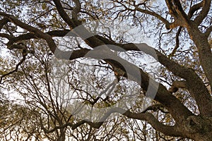 The branches of an old southern oak tree
