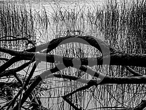 Branches of an old tree in front of reflecting reed in the water of a lake