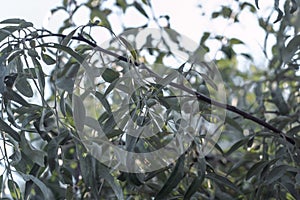 Branches of oleaster wild olive tree.