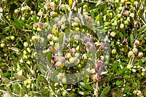 The branches of an olive tree