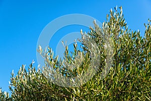 Branches of an olive tree against the blue sky