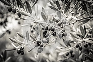 Branches of olive tree in black and white