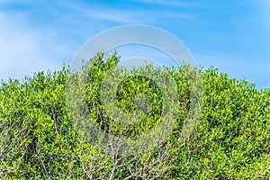 Branches of olive tree on the blue sky background. Greece. Crete island.