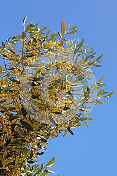 Branches of olive tree with leaves and flowers
