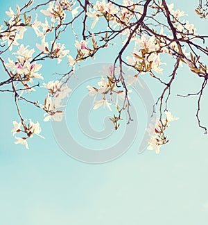 Branches of Orchid Tree with flowers on blue sky background. Photo in retro style. Toned image. Selective focus