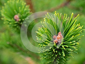 branches of the Oregon Green pine