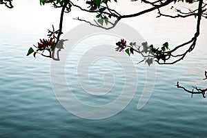 Branches Over Water