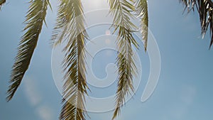 branches of palm trees against a background of blue sky and sun. tourism and rest.