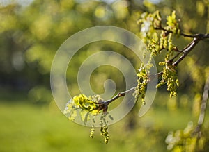 Branches in a park, spring 2019, London.