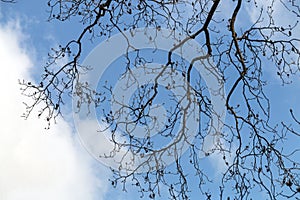 Branches Patterns and Textures Against Blue Cloudy Sky