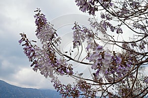 Branches of a Paulownia tomentosa tree in bloom on a cloudy spring day