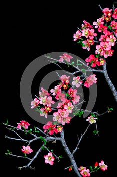 Branches of peach blossom