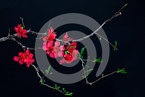 Branches of peach blossom