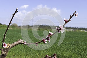 Branches of peach trees with pink flowers close up on a blurred green background