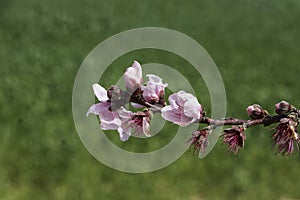 Branches of peach trees with pink flowers close up on a blurred green background