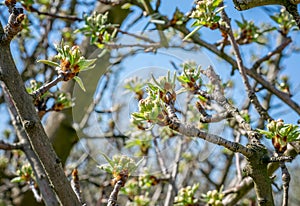 Branches of peach trees in spring.