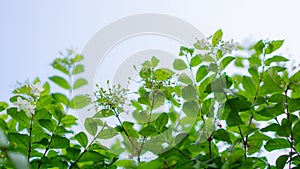 Branches of petite white petals Wrightia flower bud on green leaf backgrounds, fragrant flowering plant blossom in a garden