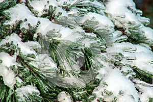 Branches of pine is covered with frost and ice. Pine branches after freezing rain.