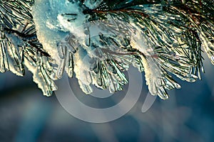 Branches of pine is covered with frost and ice. Pine branches after freezing rain.