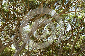 Branches of pine trees