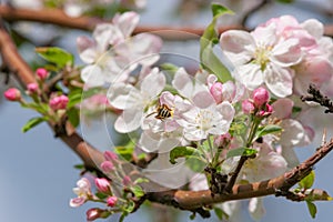 Branches of pink apple blossoms against blue sky